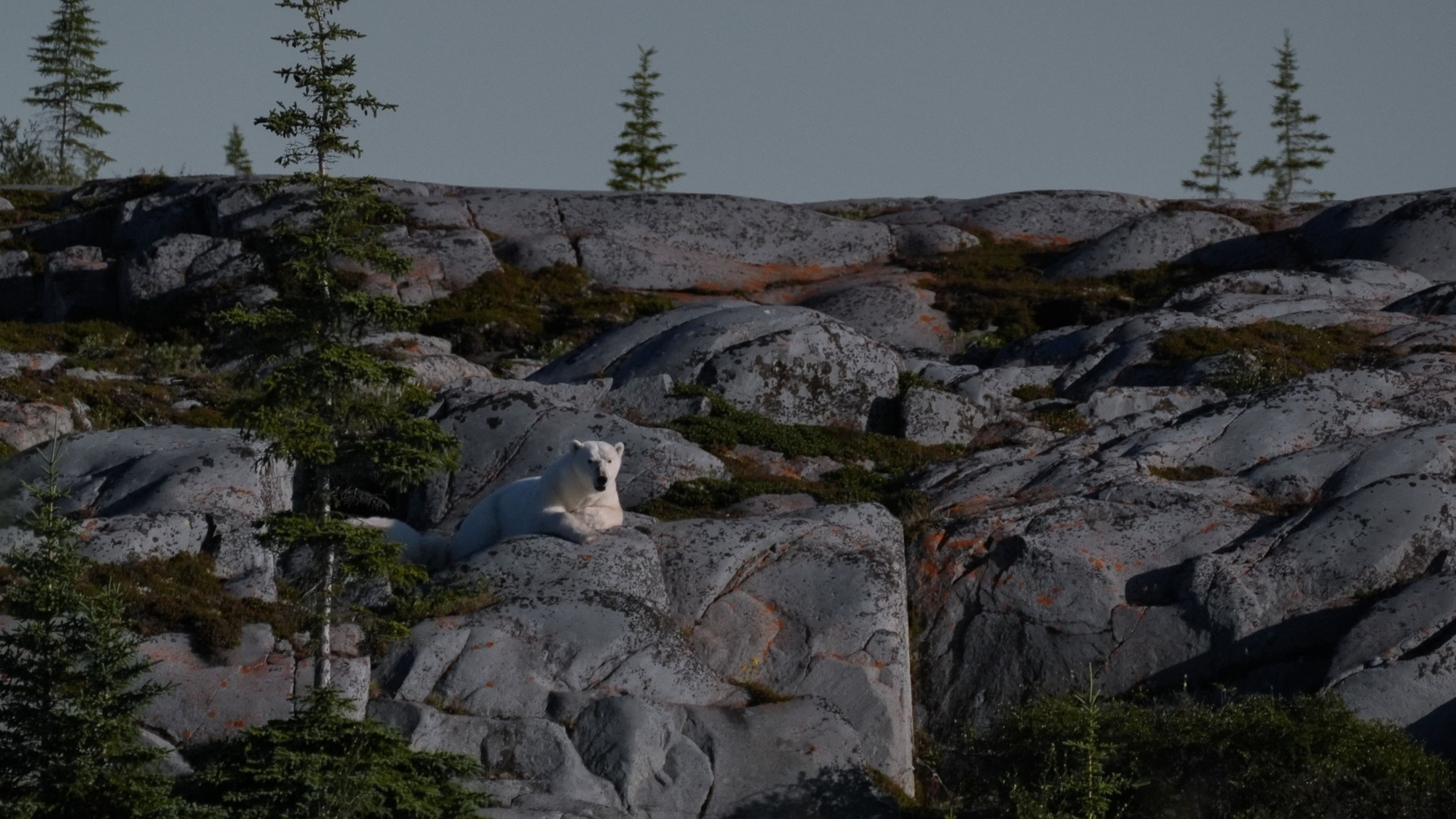 La policía de los osos polares en Canadá
