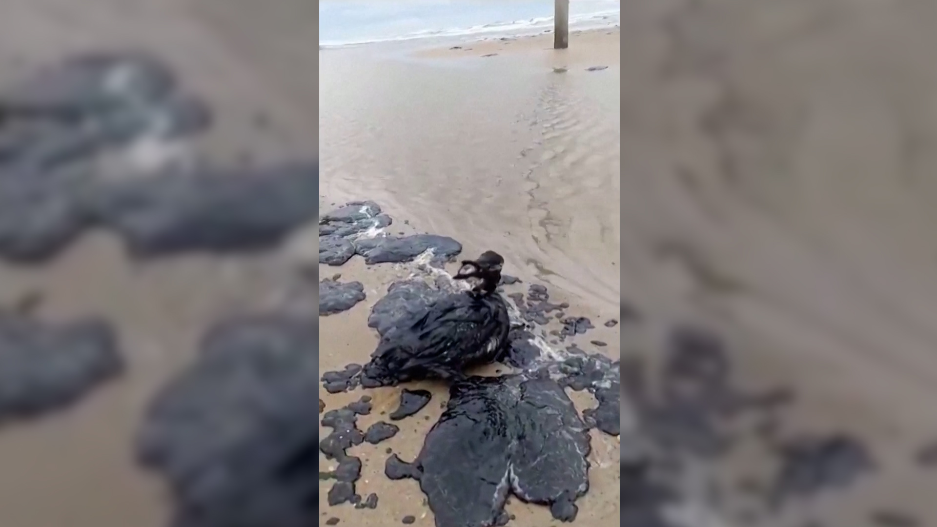 RUSIA declara el estado de emergencia en Anapa por el vertido de petróleo en la costa