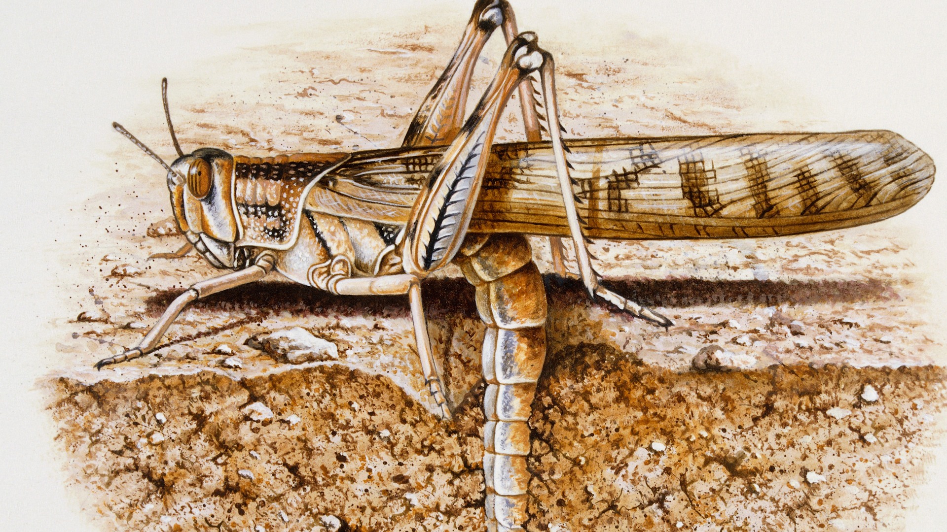 Las langostas del desierto devastan cultivos en Libia