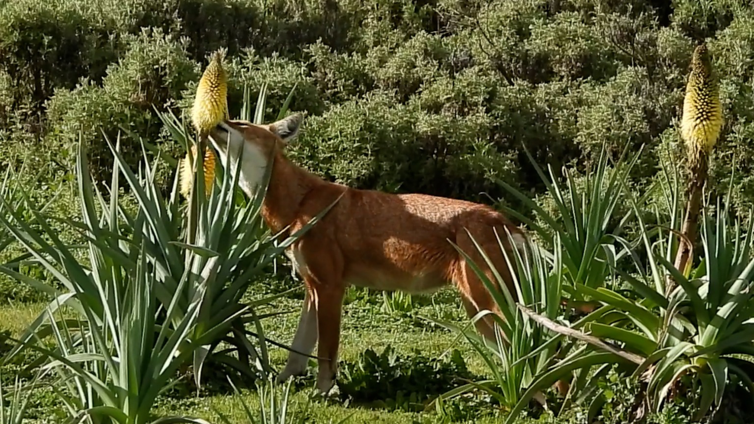 Esta es la primera vez que se graba a un lobo etíope alimentándose de miel