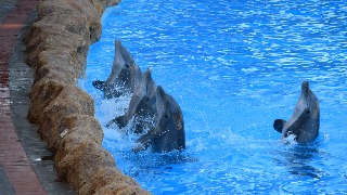 De delfinarios a circos acuáticos: el negocio de la cautividad en España