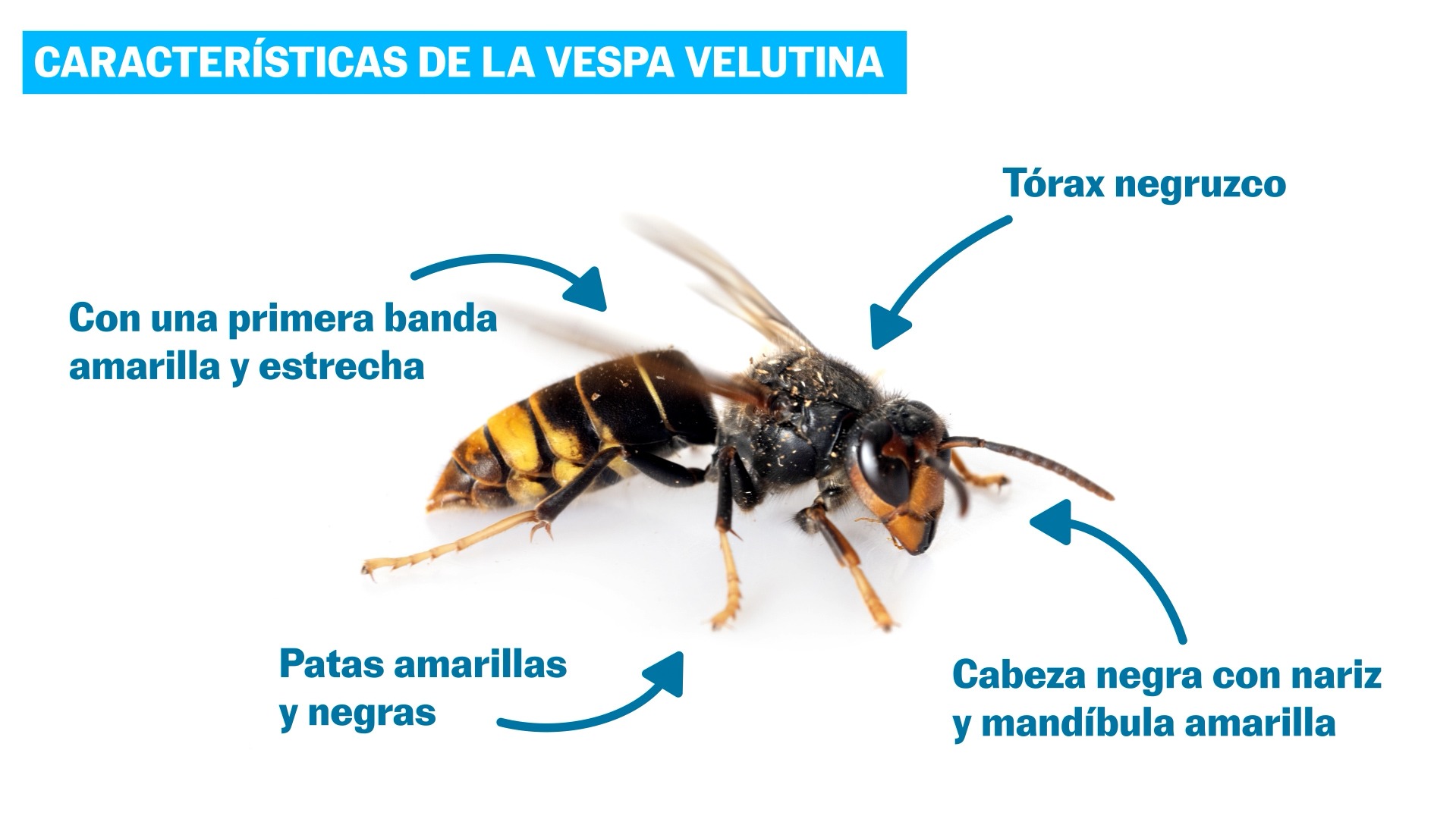 La amenaza de las velutinas