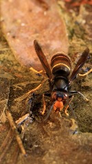 ¿Cómo es la avispa asiática que ha matado a tres personas en Galicia?