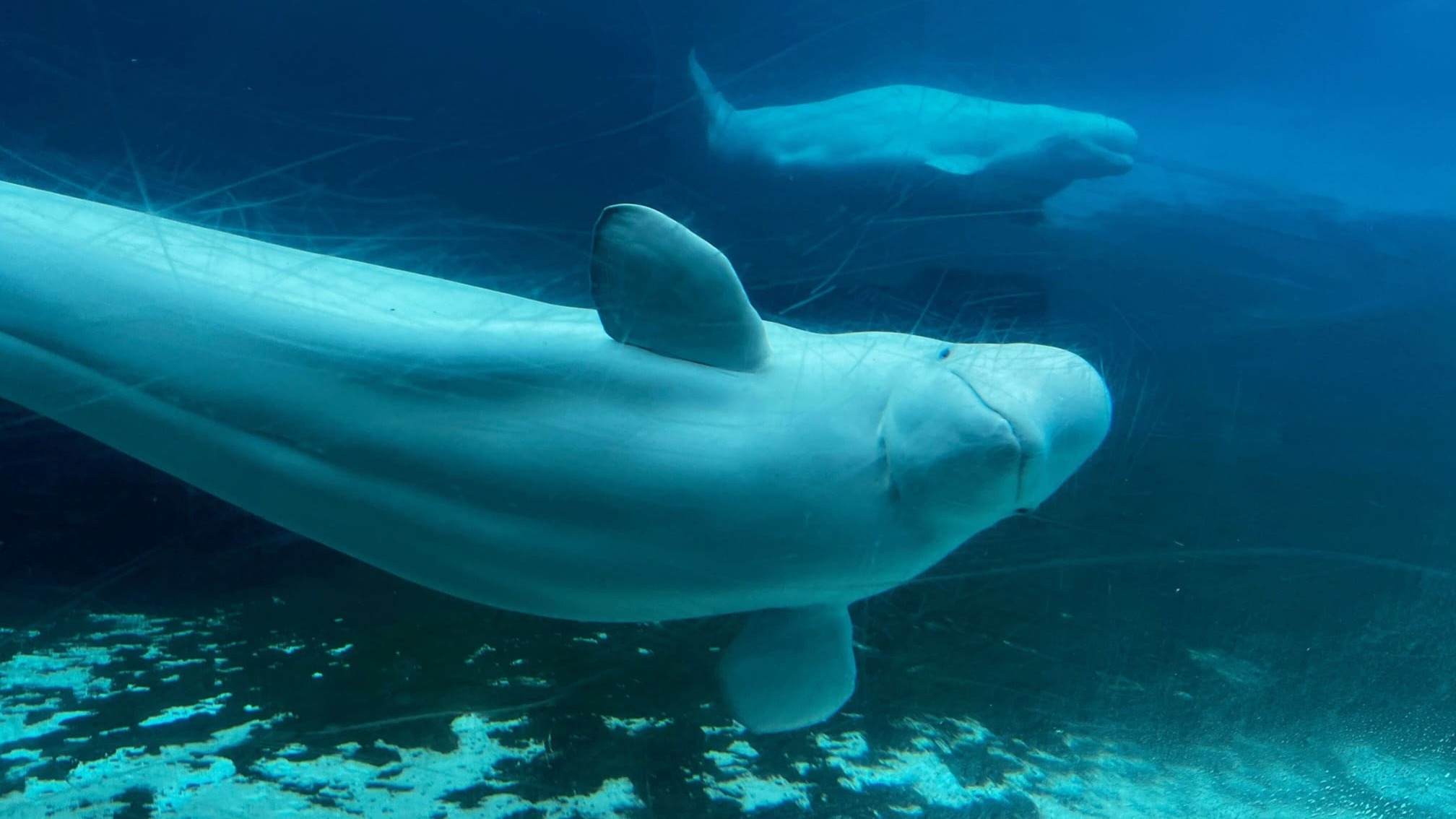 Belugas en peligro de eutanasia