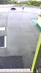 Un oso ataca a una anciana en Japón