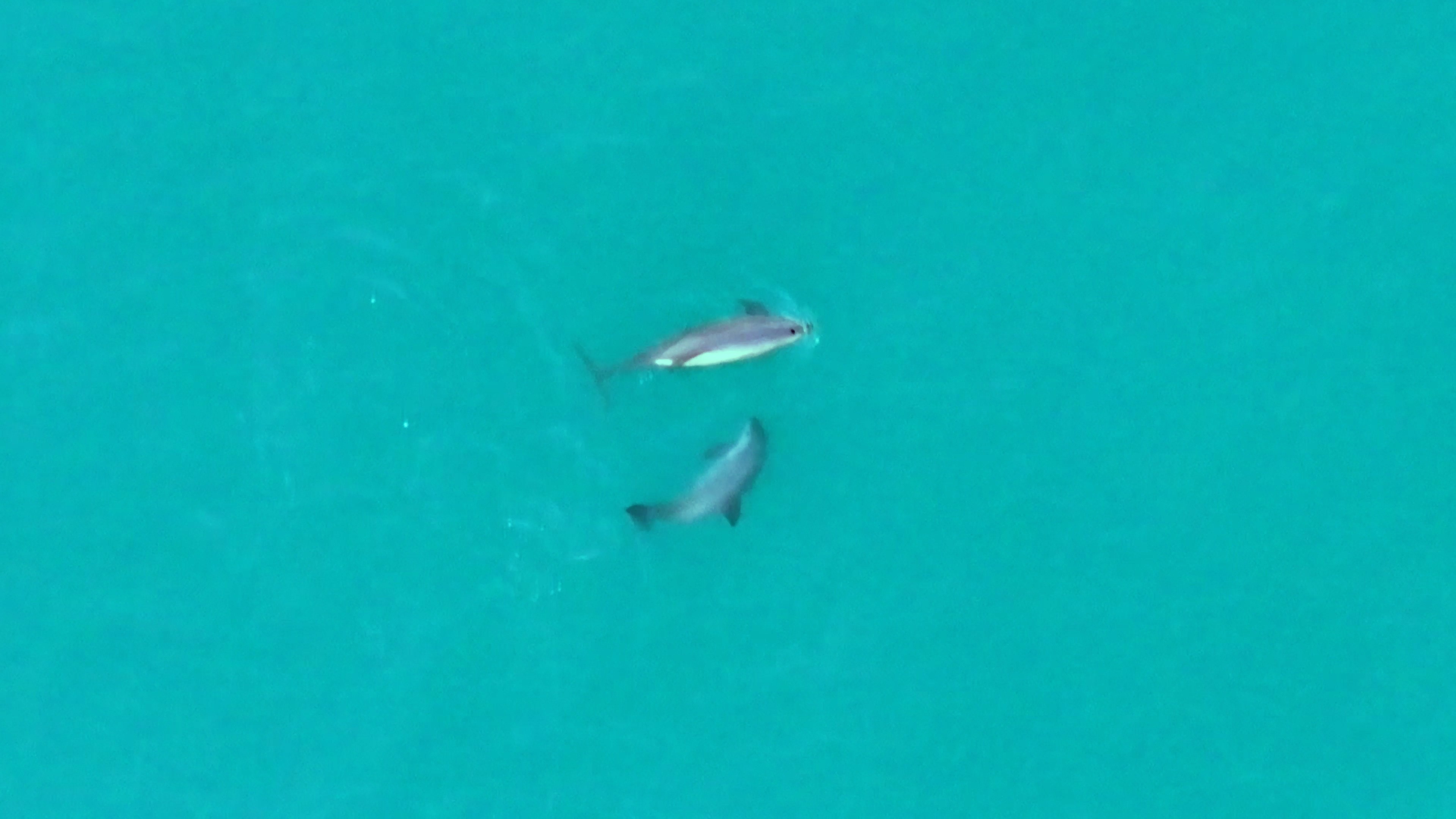 Nuevos avistamientos de vaquitas marinas