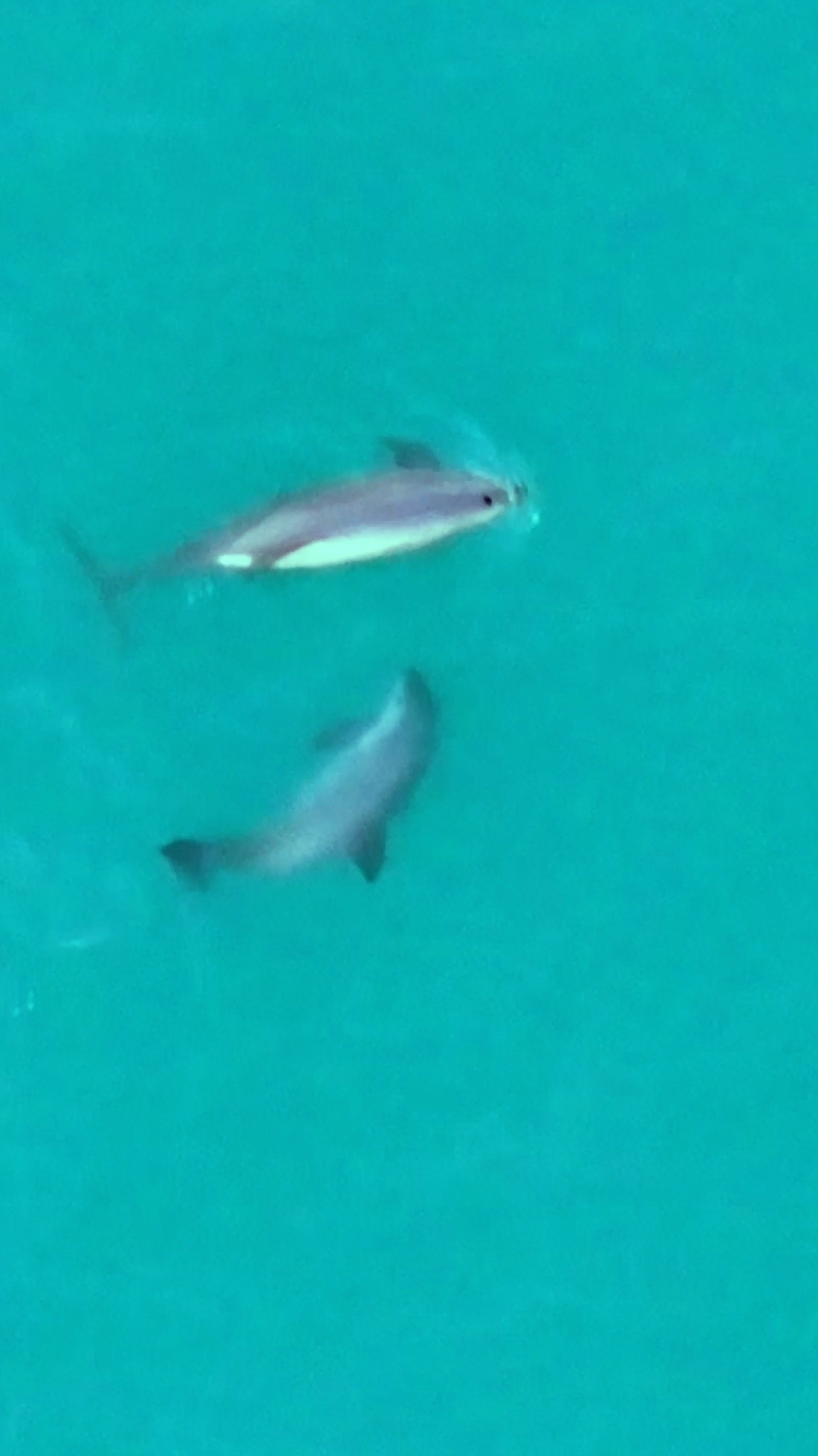 Nuevos avistamientos de vaquitas marinas