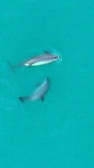 Nuevos avistamientos de vaquitas marinas