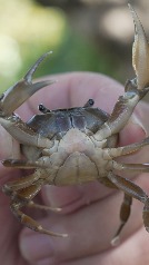 Al rescate de los cangrejos morelenses