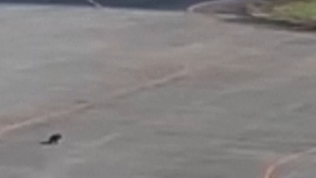 Un oso se cuela en el aeropuerto de Hanamaki, en Japón, e interrumpe los vuelos