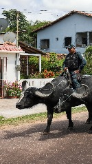 Búfalos que patrullan en Brasil