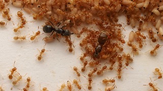 Hormigas parasitarias hacen que las obreras maten a su propia madre