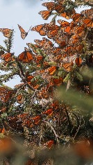 Arranca temporada de mariposas monarca en México