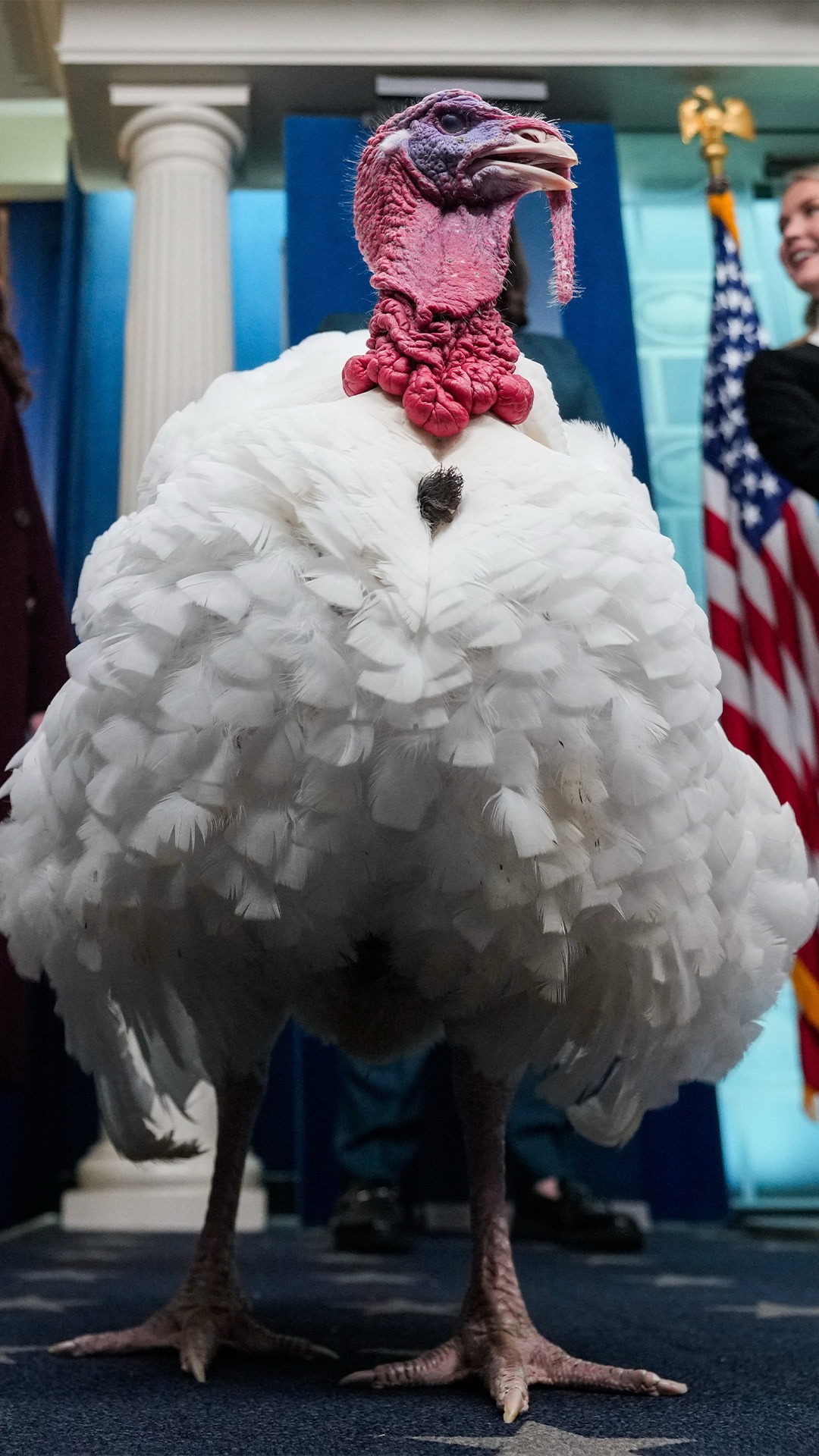Un pavo aparece en la sala de prensa de la Casa Blanca antes de ser indultado por Trump