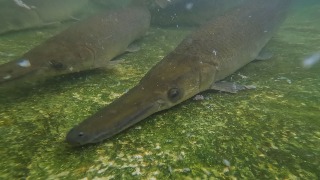 La carrera para salvar al pez cubano de la extinción