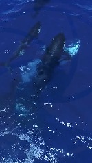 Una manada de orcas tras la caza de jóvenes tiburones blancos