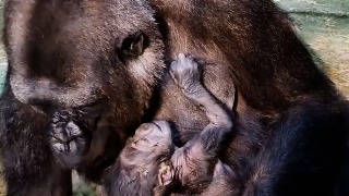 Nace una cría de gorila en el Bioparc de Fuengirola