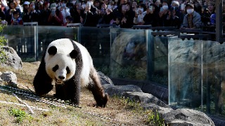 Cientos de personas hacen cola para ver a los dos últimos pandas de Japón