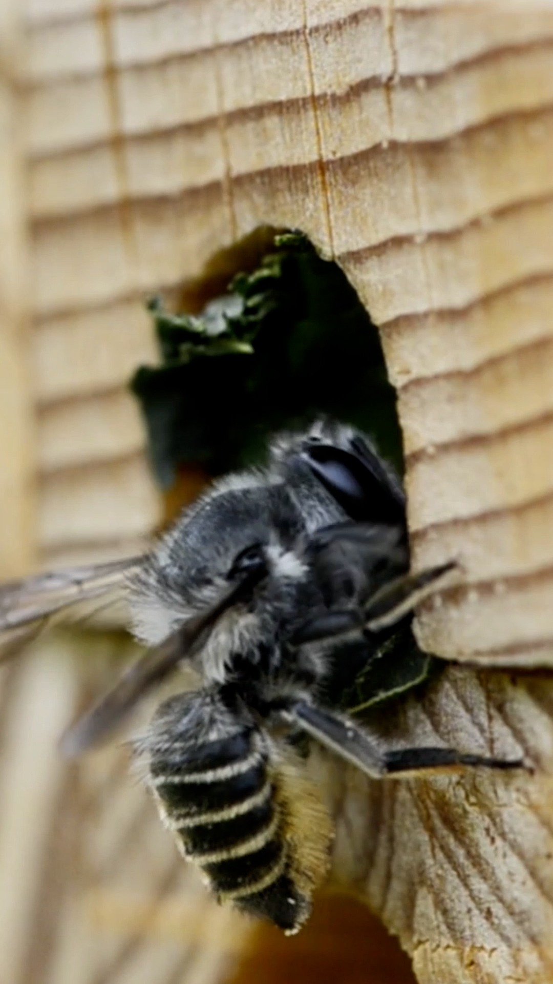 Voluntarios dan refugio a las abejas polinizadoras solitarias en Ciudad de México