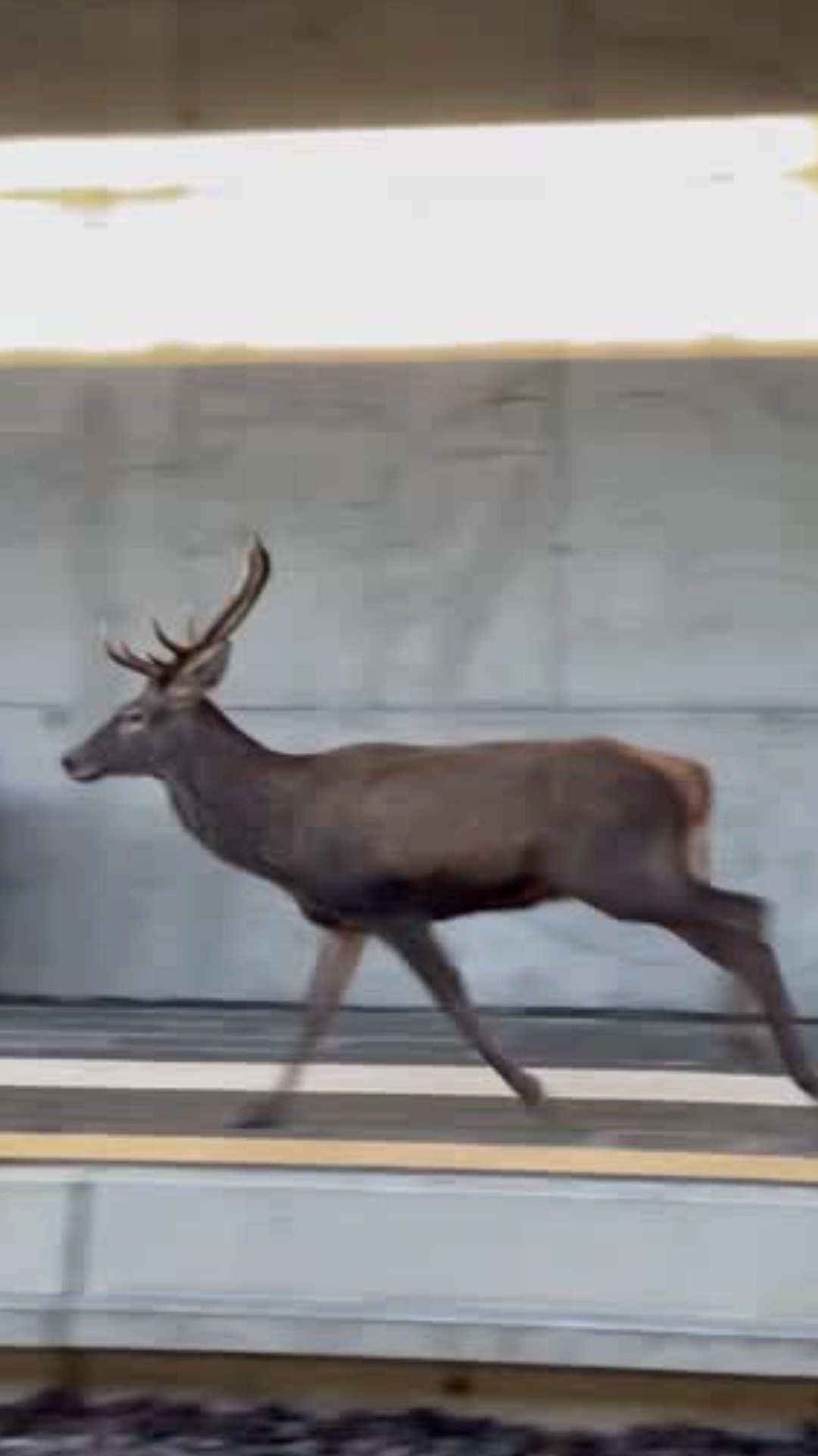 Un ciervo se cuela en una estación de tren en Italia