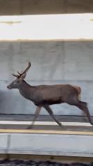 Un ciervo se cuela en una estación de tren en Italia