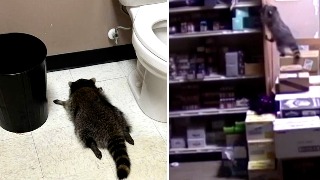 Un mapache aparece ebrio y desmayado en el baño de una licorería de Virginia