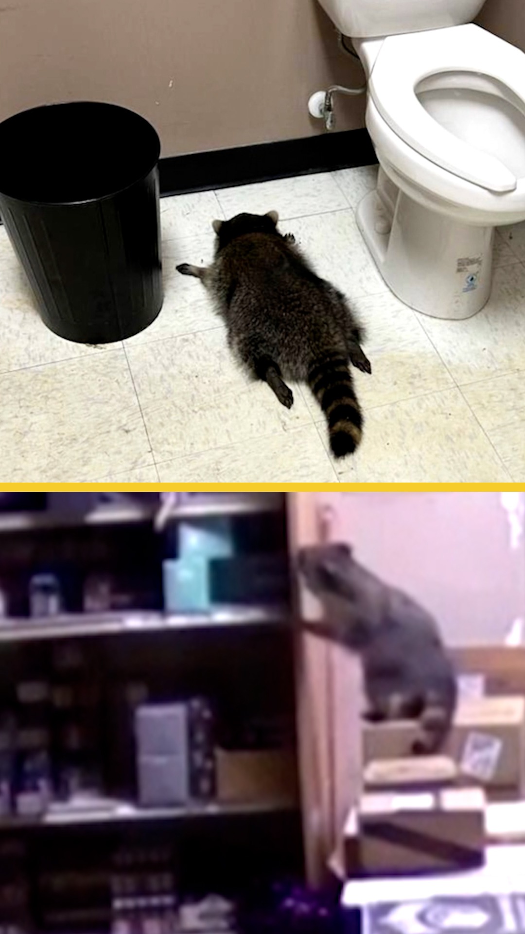 Un mapache asalta una licorería de Virginia y acaba ebrio y desmayado en el baño