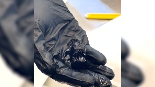 Muere el pez diablo negro que apareció en Tenerife