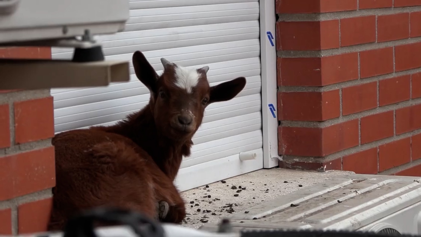 Rescatan a una cabra de la ventana de un quinto piso en Villaverde (Madrid)