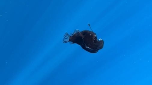 Avistan un diablo negro a plena luz del día cerca de la costa de Tenerife