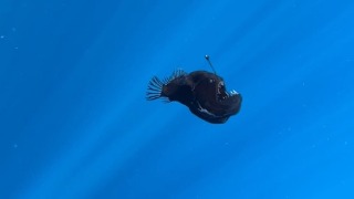 Avistan un diablo negro a plena luz del día cerca de la costa de Tenerife