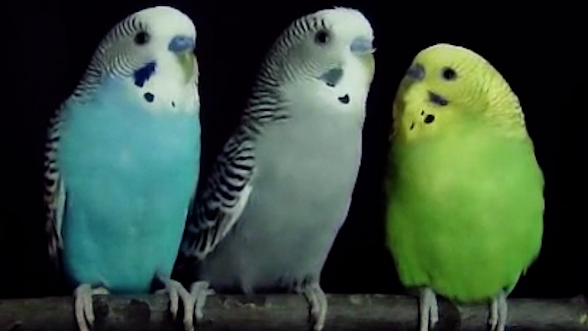 Periquitos y humanos tienen mecanismos similares para "hablar"