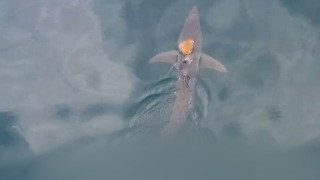 El vídeo del pulpo sobre un tiburón