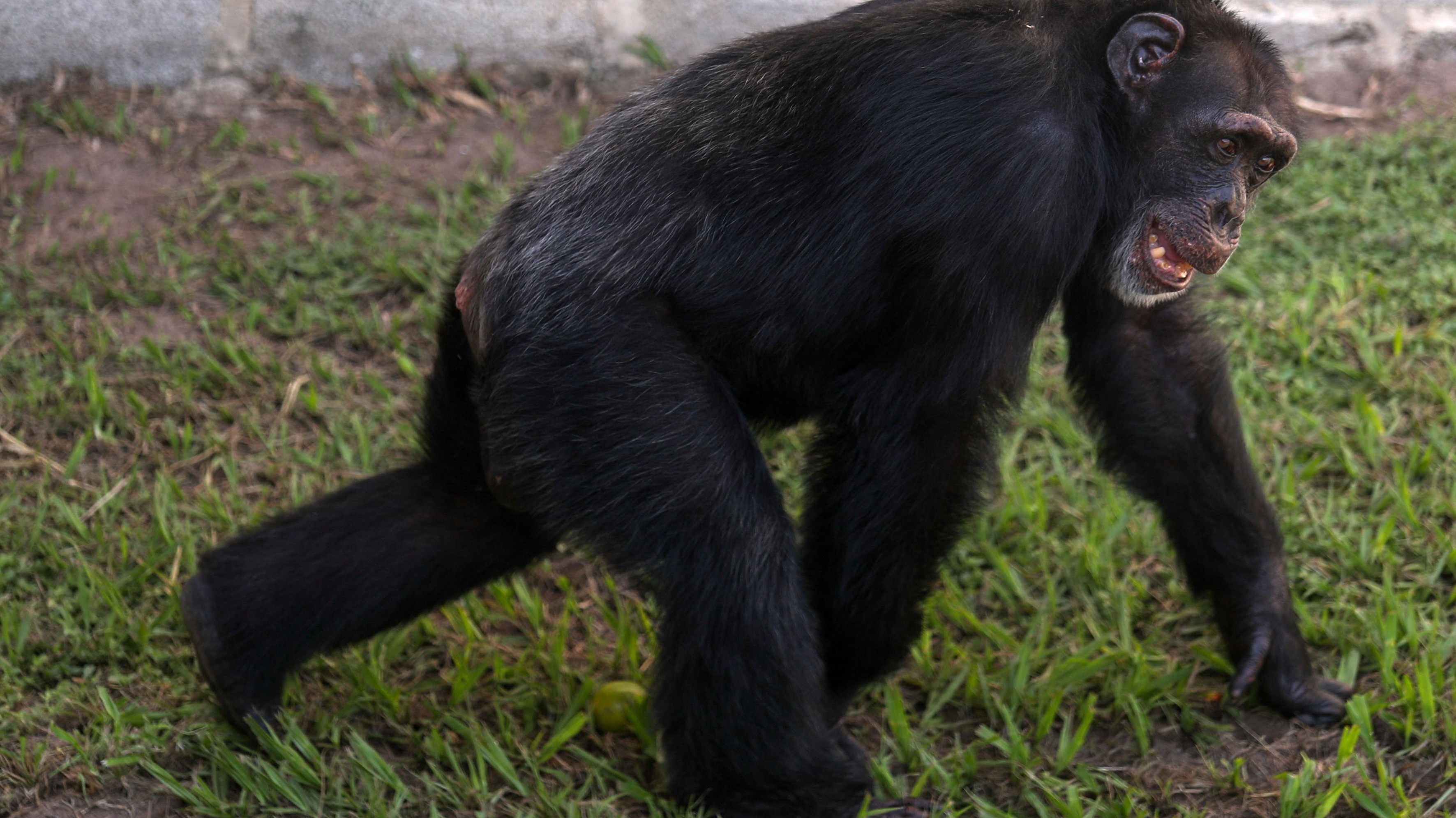 El último chimpancé cautivo de Colombia