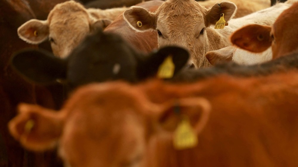 Claudia Sheinbaum sobre el gusano barrenador