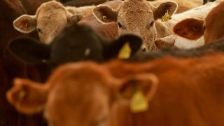 Claudia Sheinbaum sobre el gusano barrenador