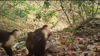 Monos capuchinos secuestran a crías de otros monos por aburrimiento
