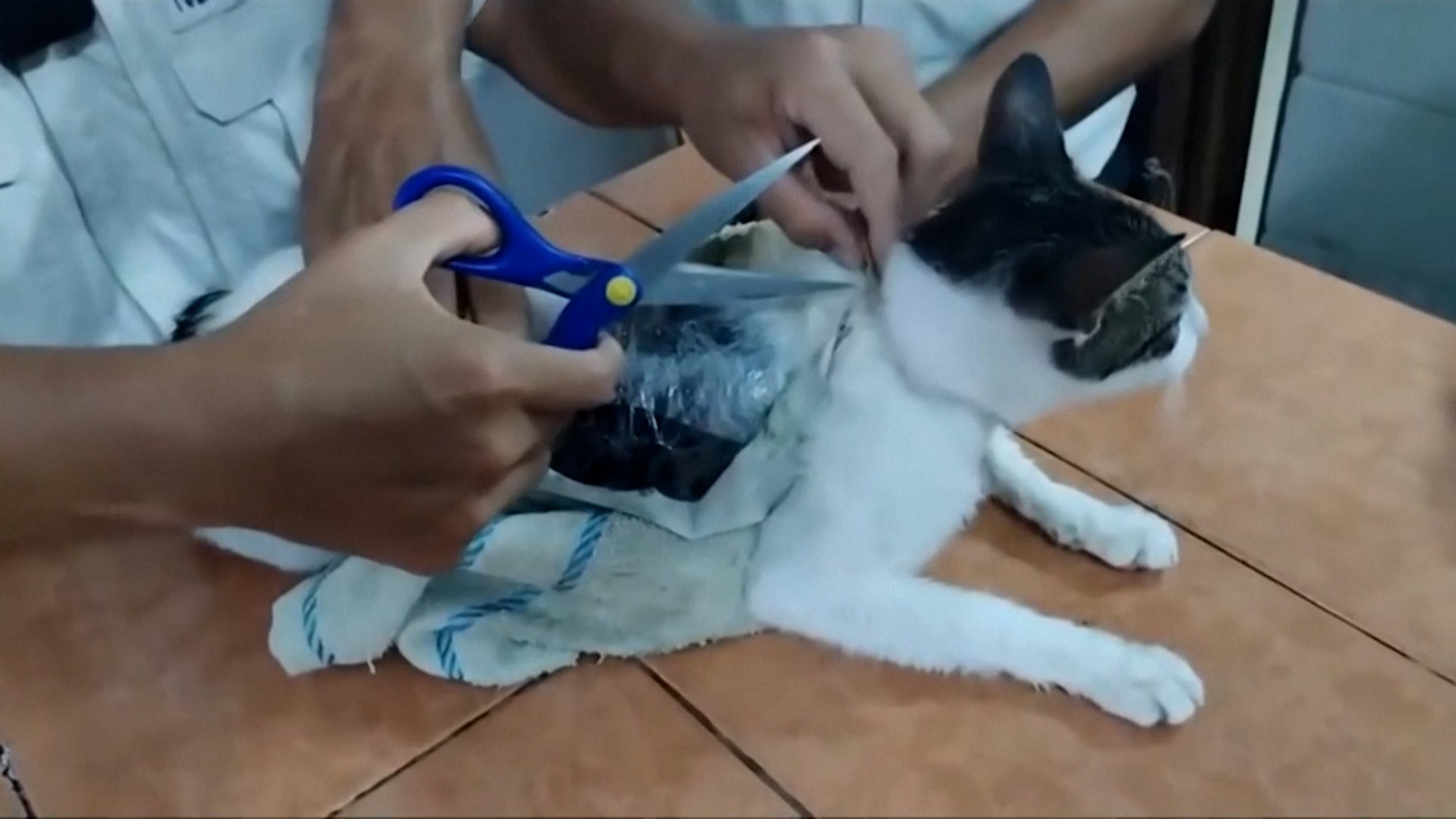 Un gato transportando drogas a prisión en Costa Rica