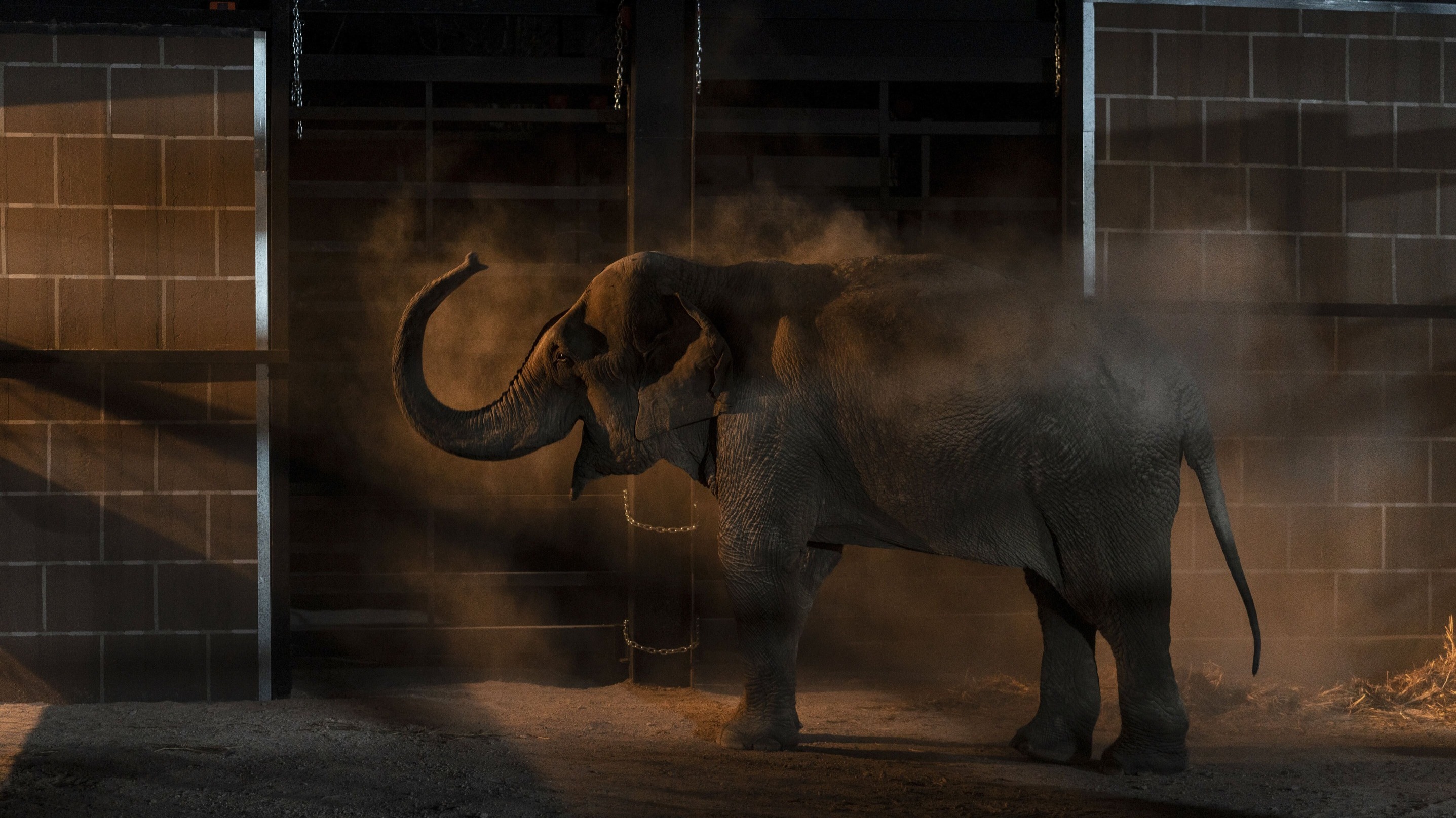 Santuario animal desplazado por violencia en Culiacán