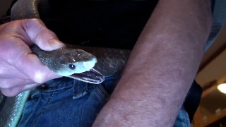 El hombre que se dejó morder cientos de veces por serpientes venenosas puede llevar al antídoto universal