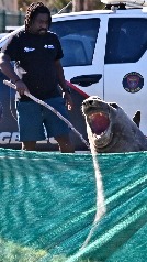 Un león marino vaga por las calles de Ciudad del Cabo
