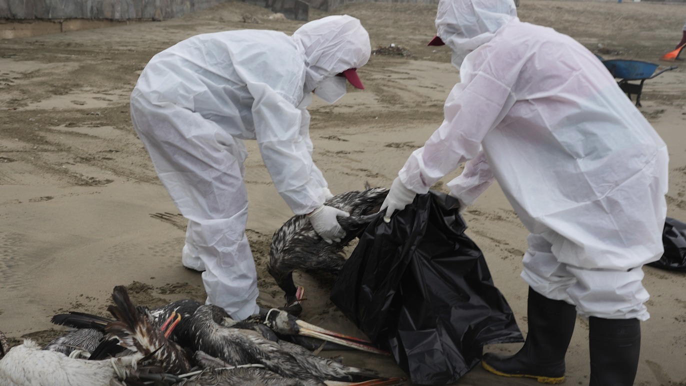 Científicos chilenos investigan la gripe aviar en mamíferos