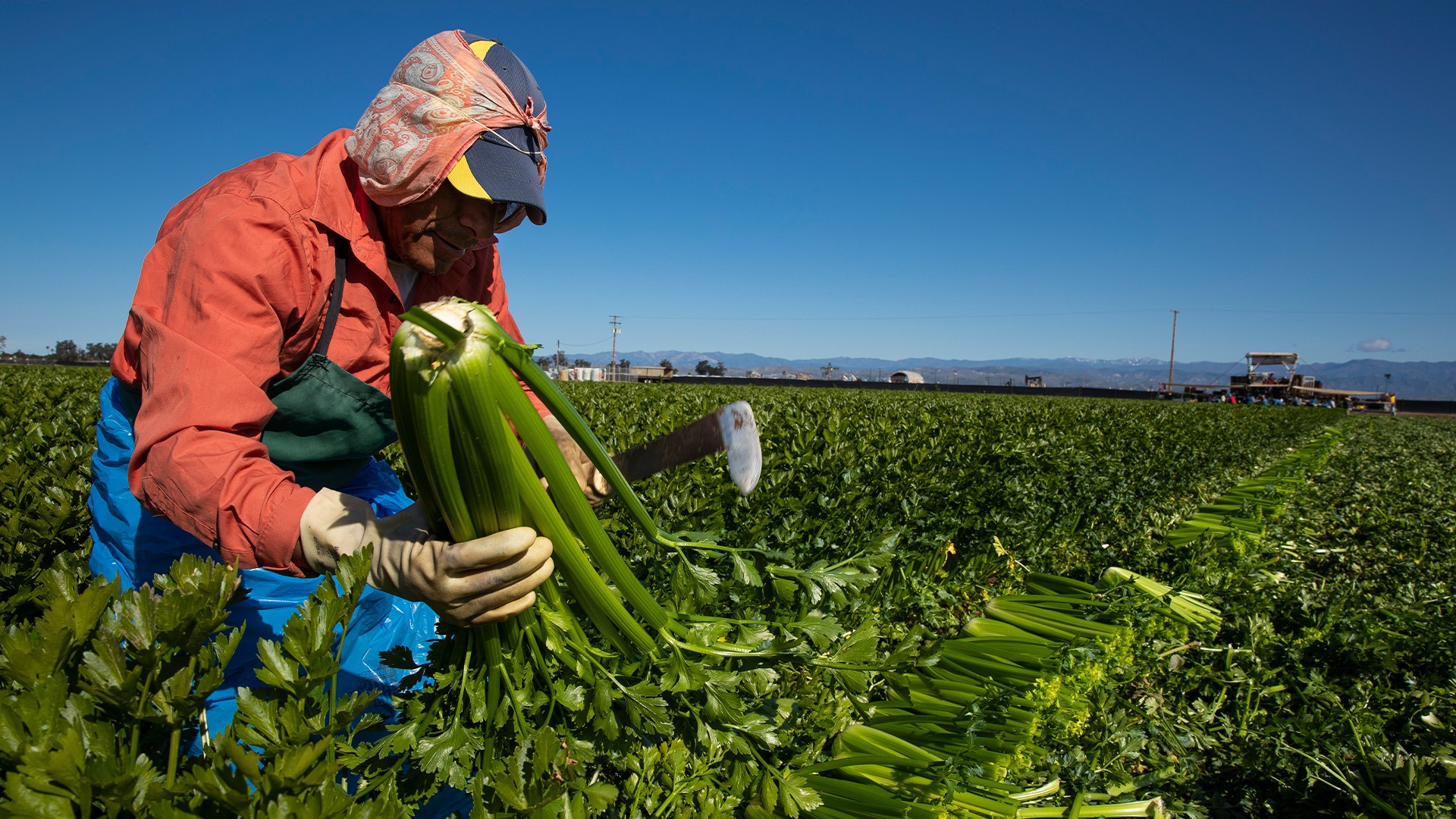 Ausencia de trabajadores agrícolas de California tras redadas de ICE