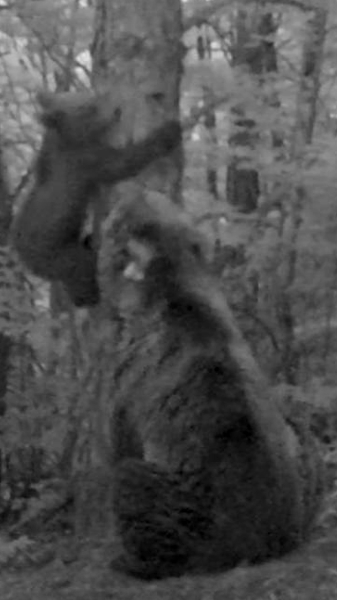 Nace del primer osezno en territorio aragonés en más de medio siglo