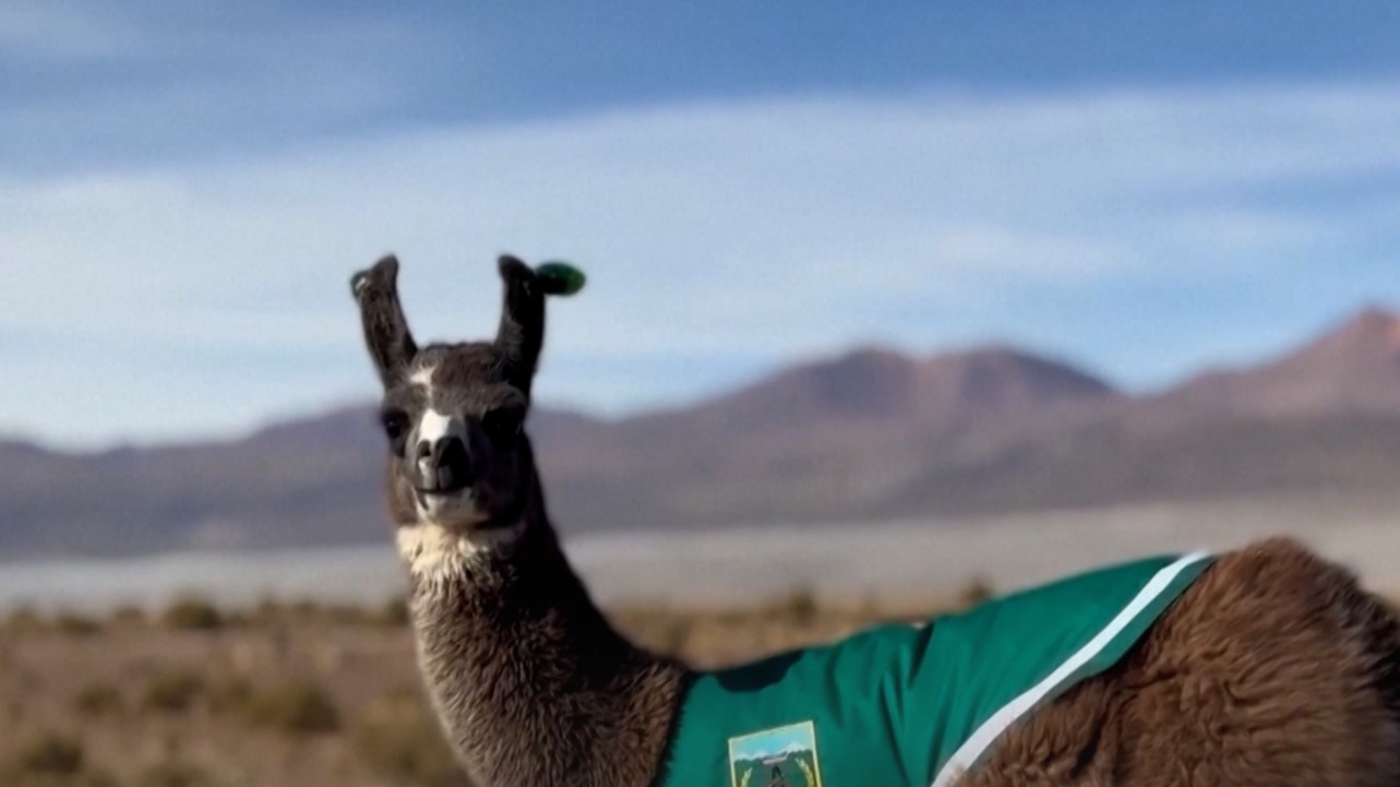 La llama policía viral de Chile