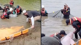 Rescate de delfines en Bolivia
