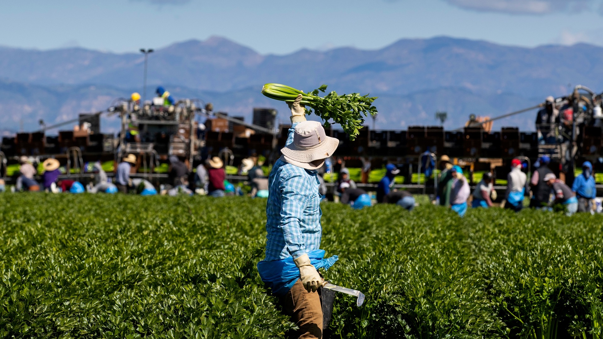 TRUMP | Trabajadores migrantes agrícolas temen a redadas migratorias