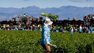 TRUMP | Trabajadores migrantes agrícolas temen a redadas migratorias