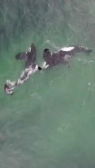 Estas orcas aprenden a cazar siguiendo un patrón geométrico