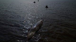 Ballenas Argentina - Brasil